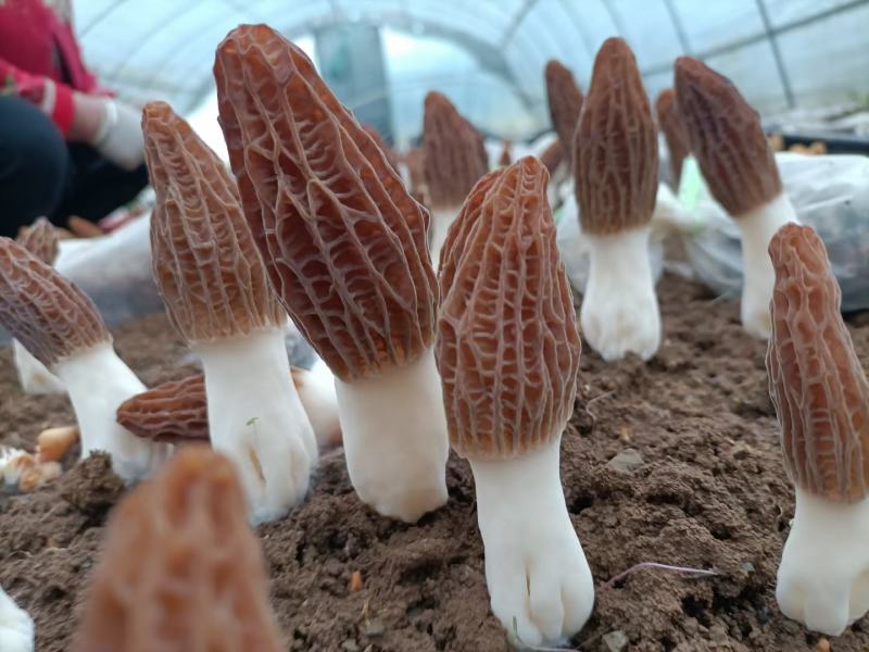 源自于甘肃陇上小江南生态绿色羊肚菌种植基地精品羊肚菌野生