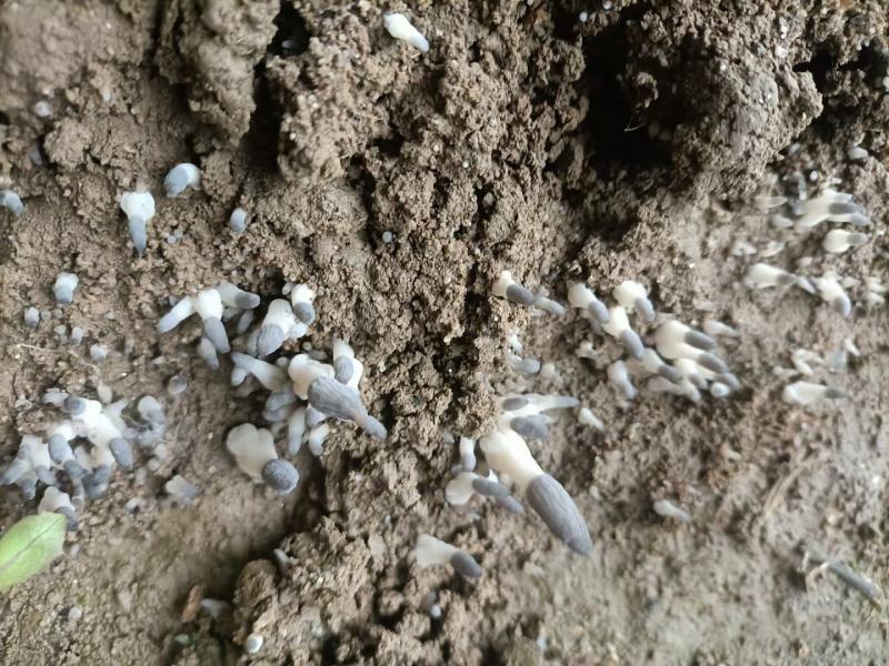 源自于甘肃陇上小江南生态绿色羊肚菌种植基地精品羊肚菌野生
