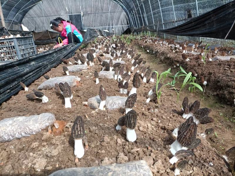 源自于甘肃陇上小江南生态绿色羊肚菌种植基地精品羊肚菌野生