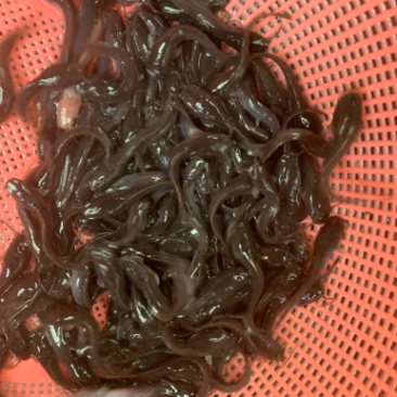 埃及苗,有需要的客户欢迎前来选购,大小规格齐全,水产人
