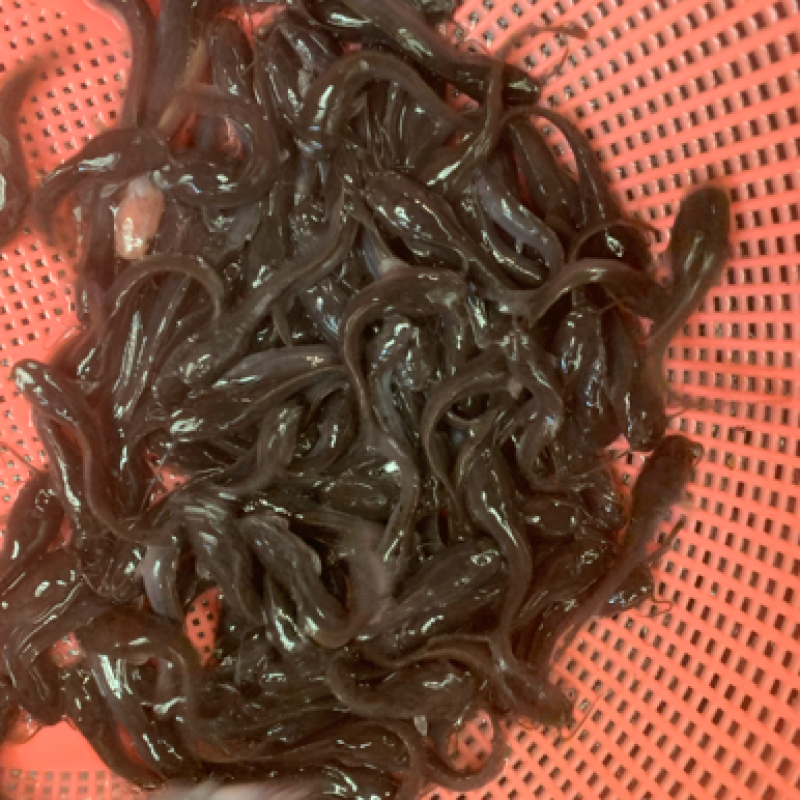 埃及苗，有需要的客户欢迎前来选购，大小规格齐全，水产人