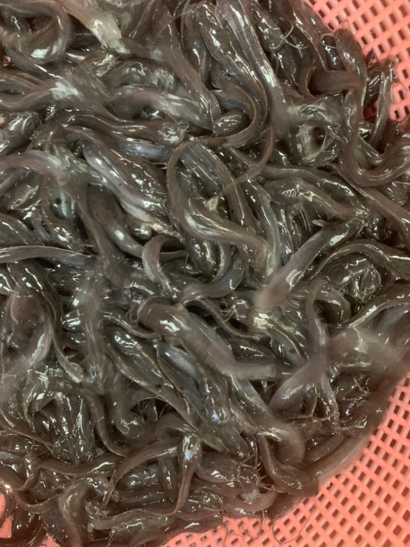 埃及苗，有需要的客户欢迎前来选购，大小规格齐全，水产人