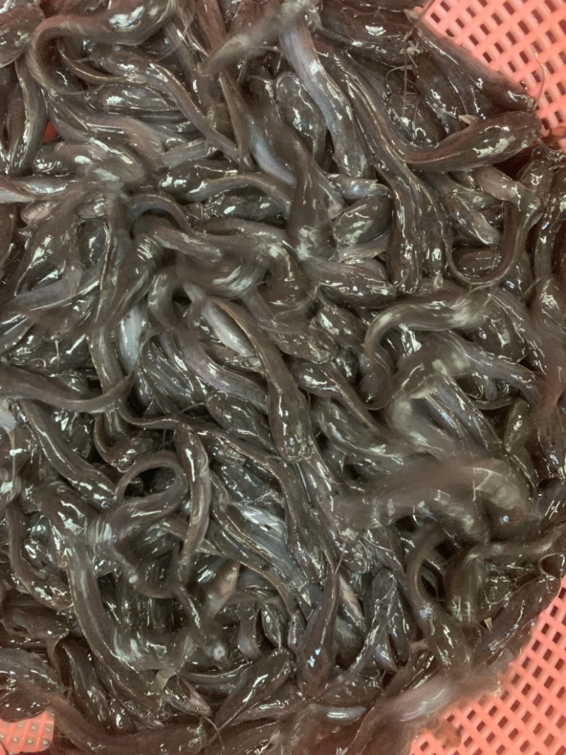 埃及苗，有需要的客户欢迎前来选购，大小规格齐全，水产人