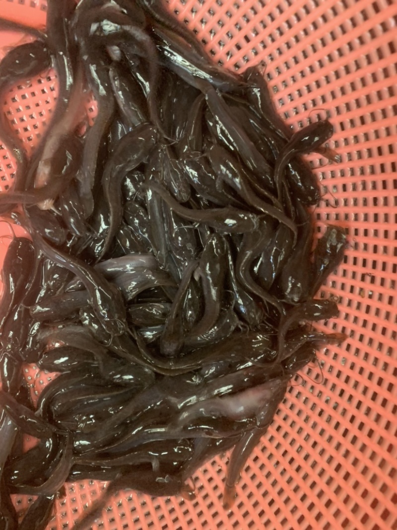 埃及苗，有需要的客户欢迎前来选购，大小规格齐全，水产人