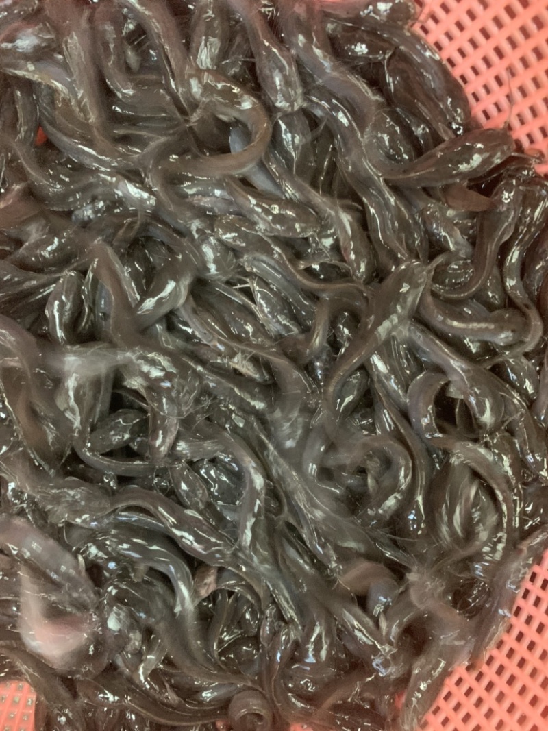 埃及苗，有需要的客户欢迎前来选购，大小规格齐全，水产人