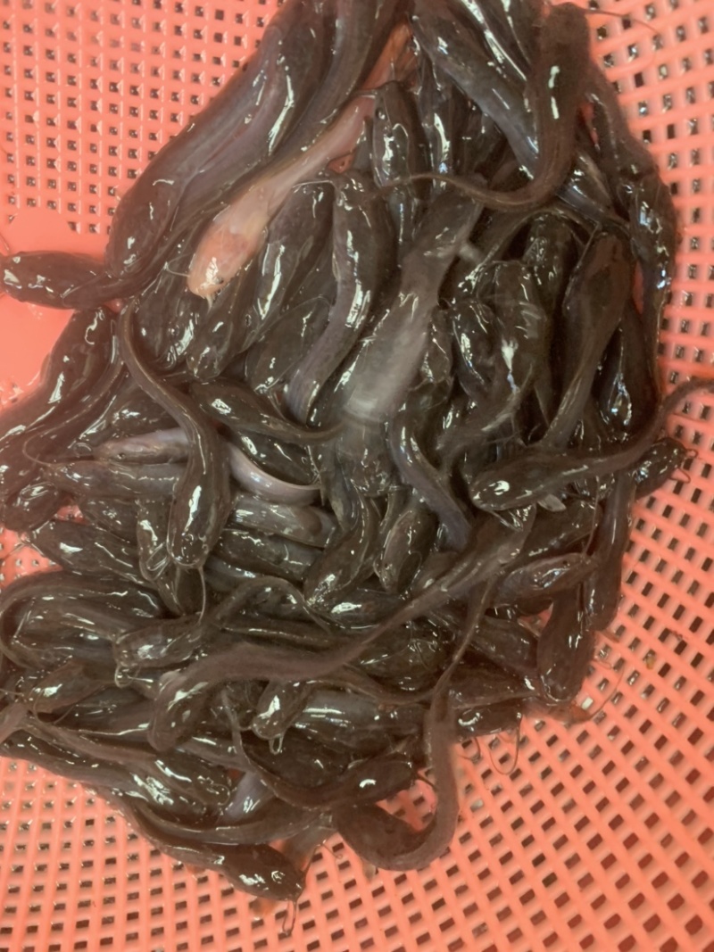 埃及苗，有需要的客户欢迎前来选购，大小规格齐全，水产人
