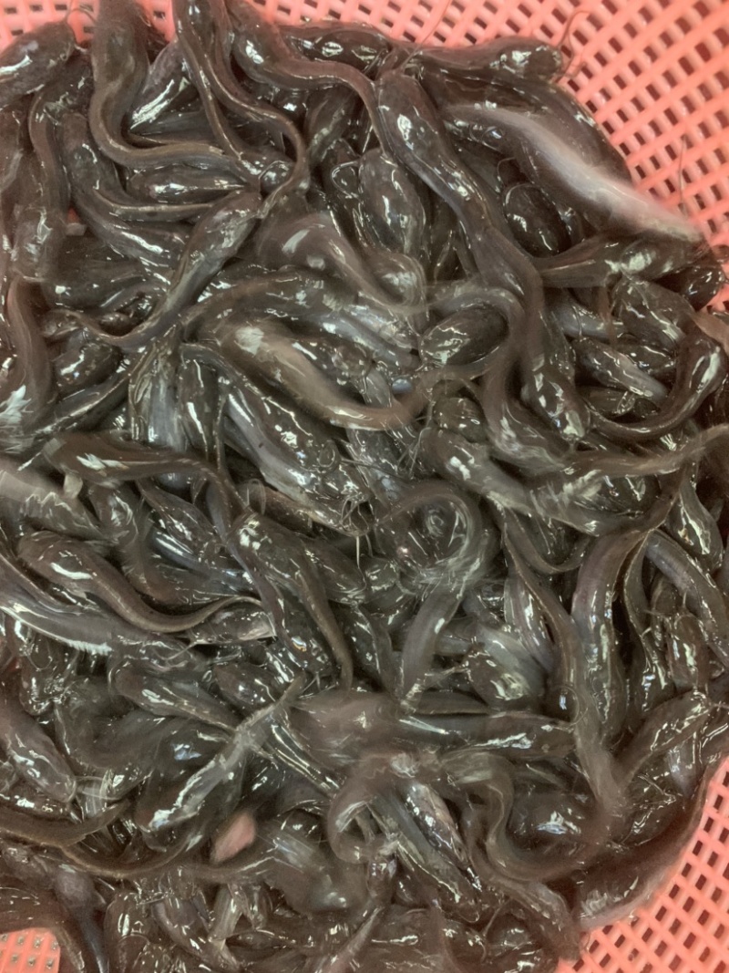 埃及苗，有需要的客户欢迎前来选购，大小规格齐全，水产人