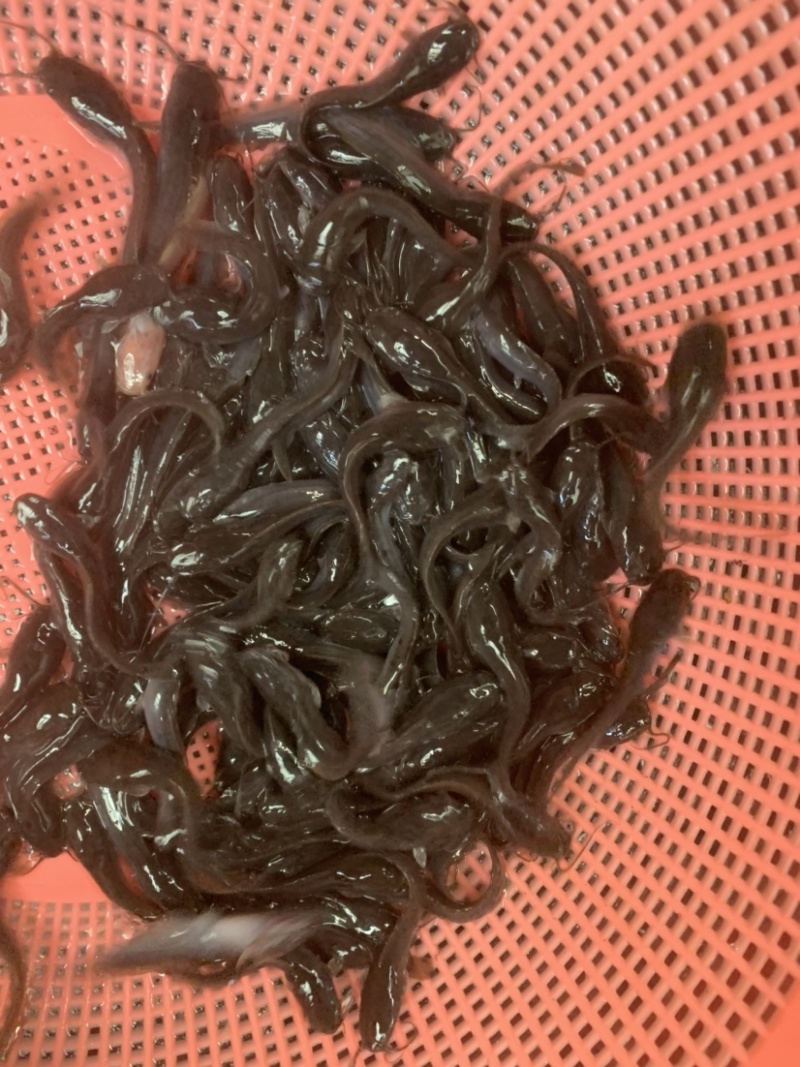 埃及苗，有需要的客户欢迎前来选购，大小规格齐全，水产人