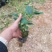 香妃茶花，四季茶花盆栽福建龙岩基地直销