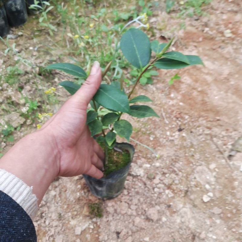 香妃茶花，四季茶花盆栽福建龙岩基地直销