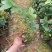 香妃茶花，四季茶花盆栽福建龙岩基地直销