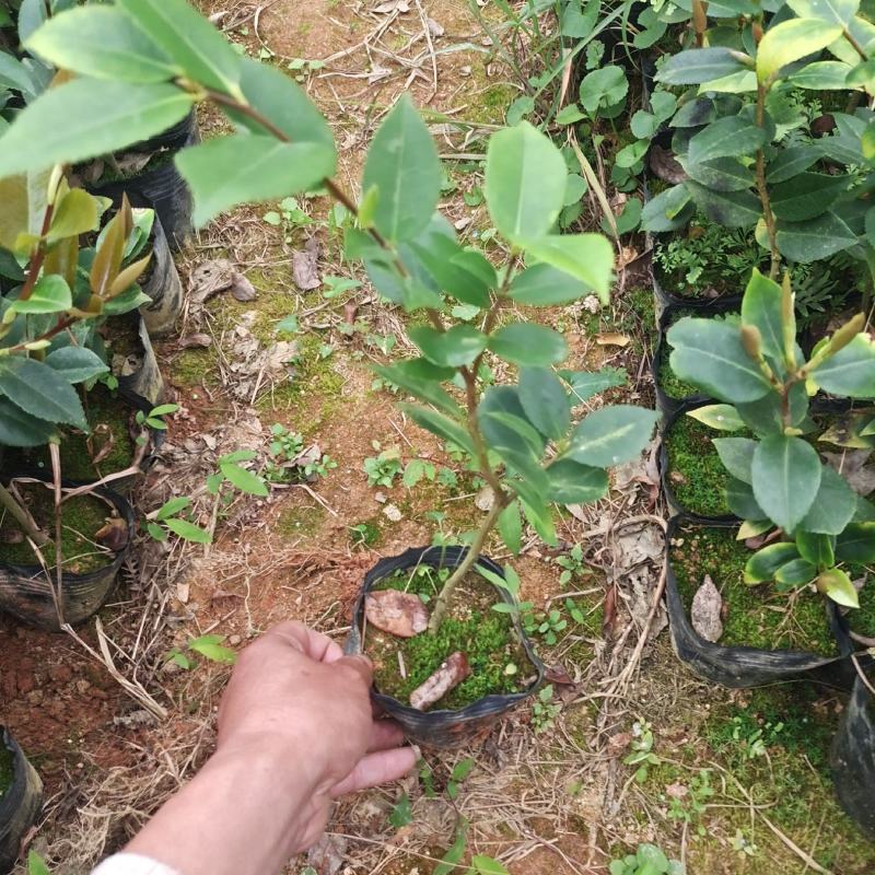 香妃茶花，四季茶花盆栽福建龙岩基地直销