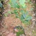 香妃茶花，四季茶花盆栽福建龙岩基地直销