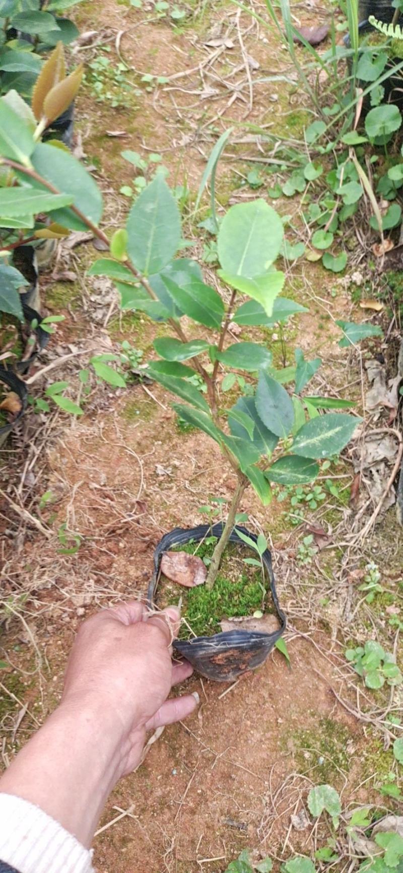 香妃茶花，四季茶花盆栽福建龙岩基地直销