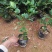 香妃茶花，四季茶花盆栽福建龙岩基地直销