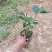 香妃茶花，四季茶花盆栽福建龙岩基地直销