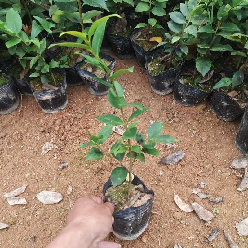 香妃茶花，四季茶花盆栽福建龙岩基地直销