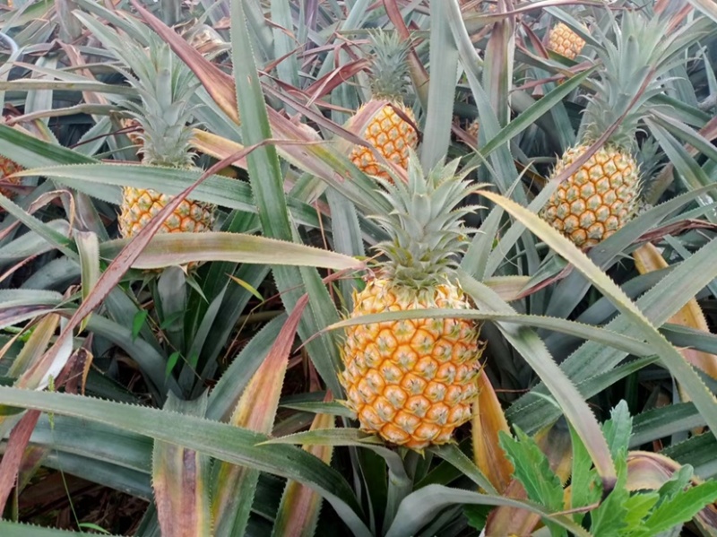 《特大菠萝》一手货源没有中间商，云南香水菠萝**各大市场