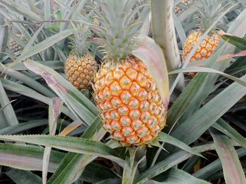 《特大菠萝》一手货源没有中间商，云南香水菠萝**各大市场