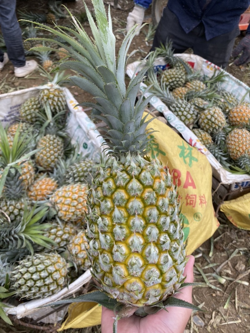 《特大菠萝》一手货源没有中间商，云南香水菠萝**各大市场