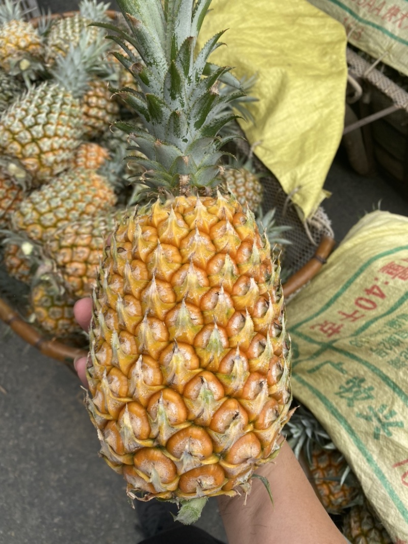 《特大菠萝》一手货源没有中间商，云南香水菠萝**各大市场