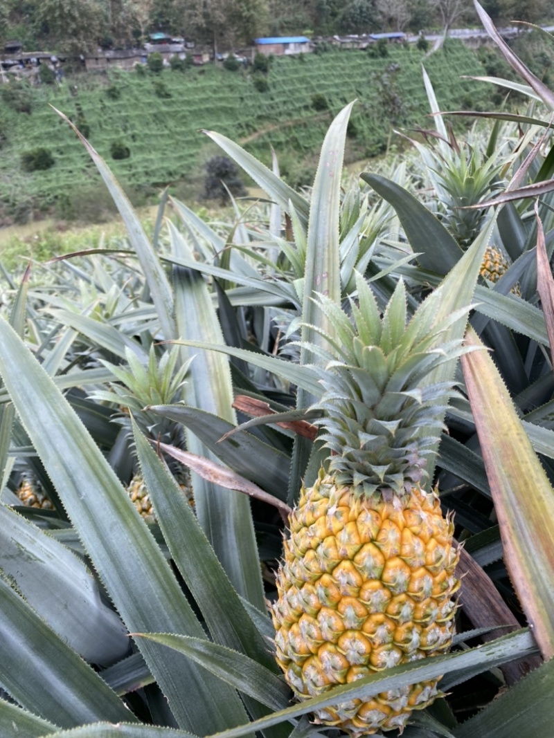 《特大菠萝》一手货源没有中间商，云南香水菠萝**各大市场