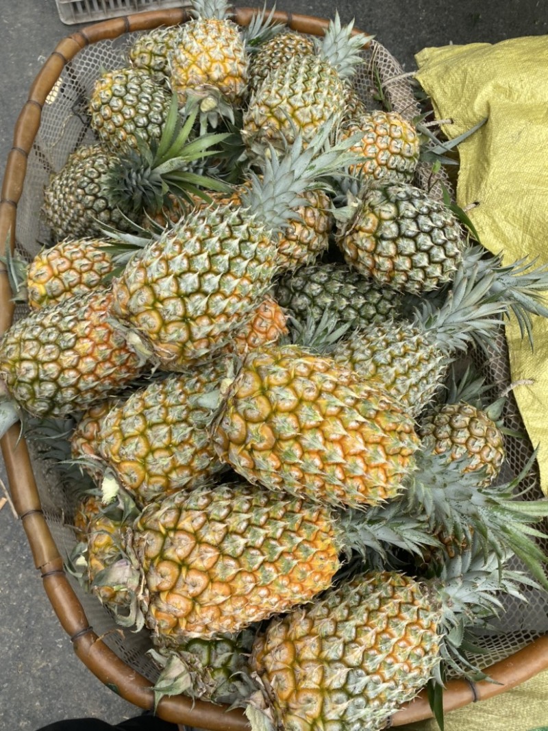 《特大菠萝》一手货源没有中间商，云南香水菠萝**各大市场