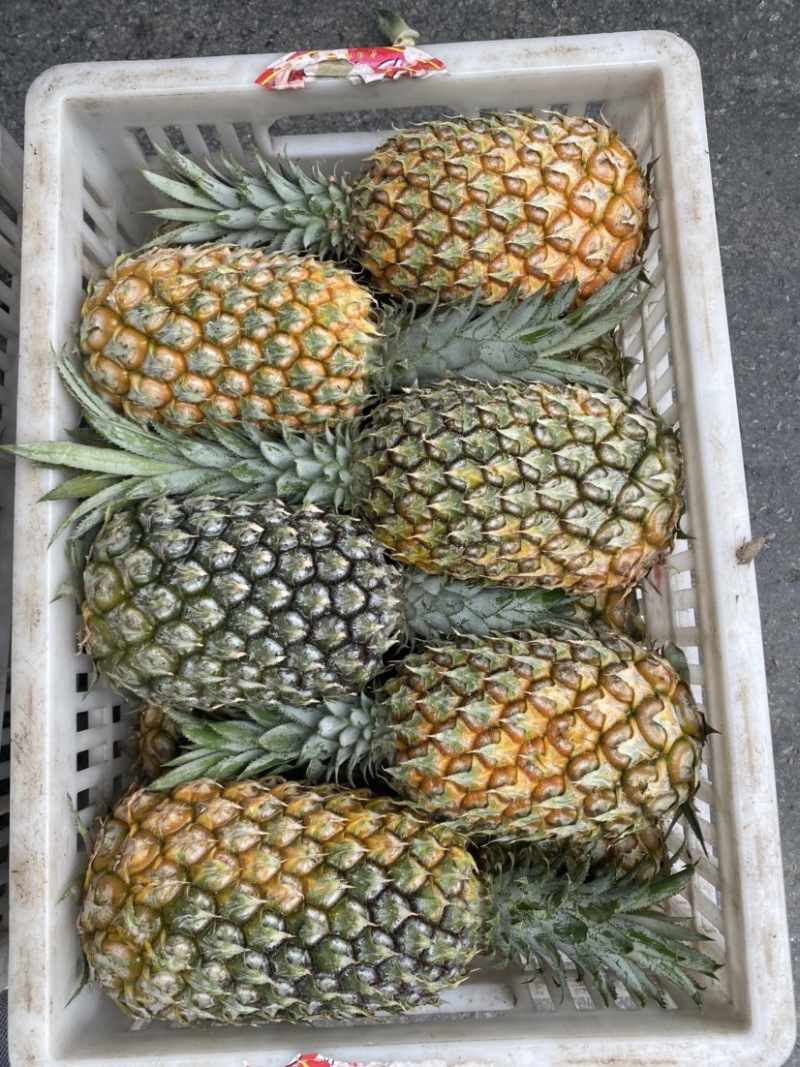 《特大菠萝》一手货源没有中间商，云南香水菠萝**各大市场