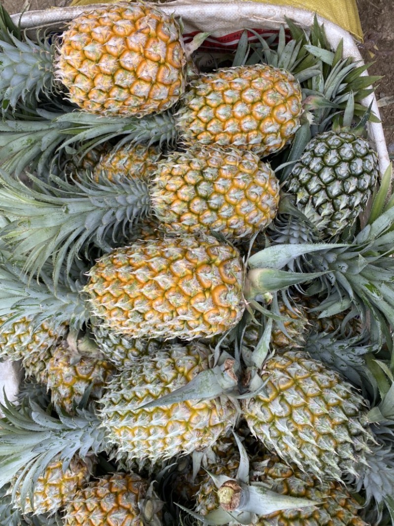 《特大菠萝》一手货源没有中间商，云南香水菠萝**各大市场