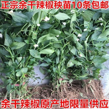 江西特产余干辣椒苗秧丰收辣椒籽种枫树辣椒种子薄皮小辣椒苗