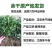 江西特产余干辣椒苗秧丰收辣椒籽种枫树辣椒种子薄皮小辣椒苗