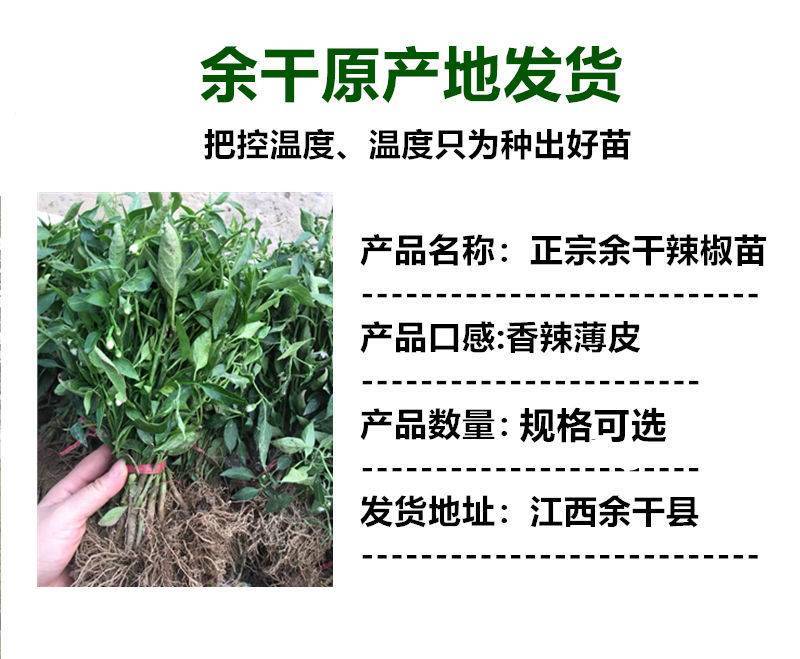 江西特产余干辣椒苗秧丰收辣椒籽种枫树辣椒种子薄皮小辣椒苗