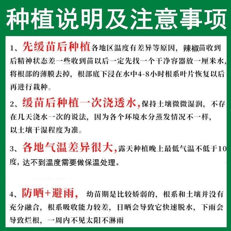 江西特产余干辣椒苗秧丰收辣椒籽种枫树辣椒种子薄皮小辣椒苗
