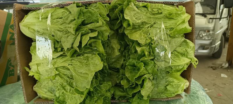 【生菜】精品意大利生菜基地大量有货可视频看货欢迎咨询