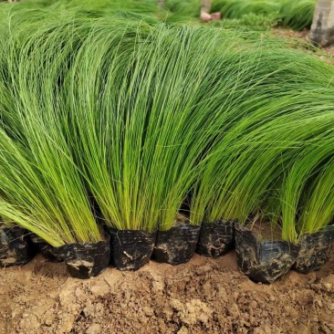 细茎针茅墨西哥羽毛草基地直发质量保证欢迎实地考察