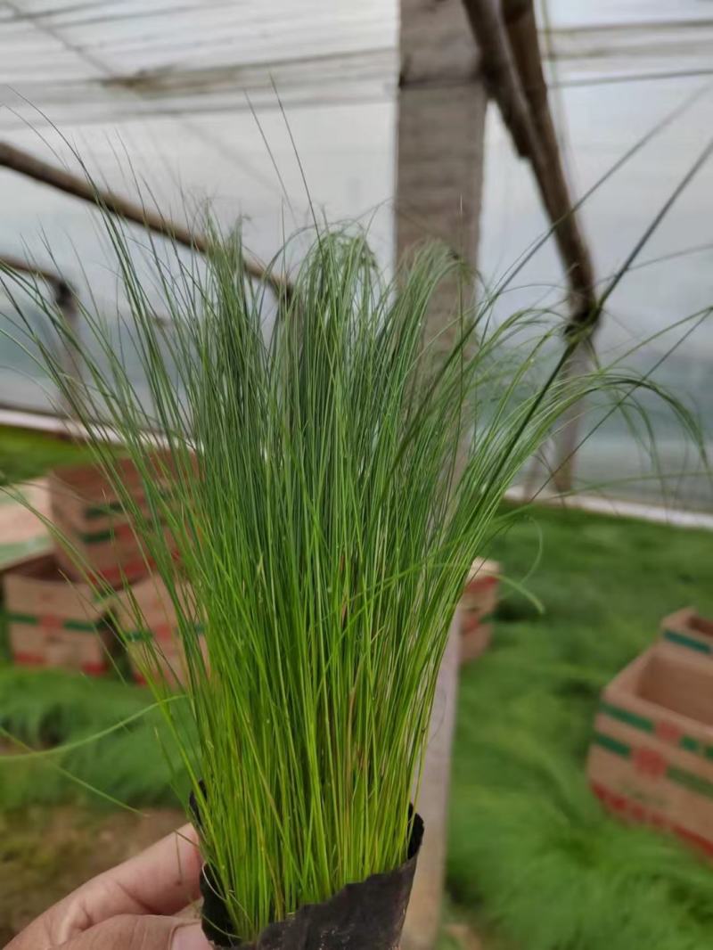细茎针茅墨西哥羽毛草基地直发质量保证欢迎实地考察