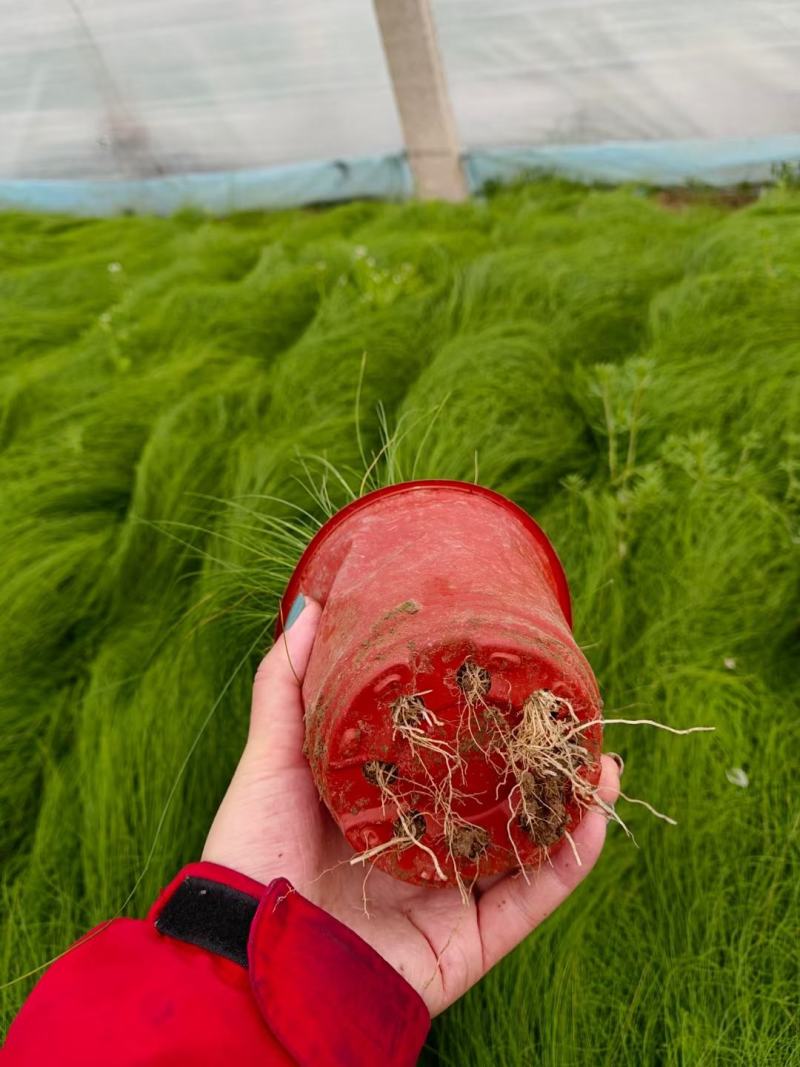 细茎针茅墨西哥羽毛草基地直发质量保证欢迎实地考察