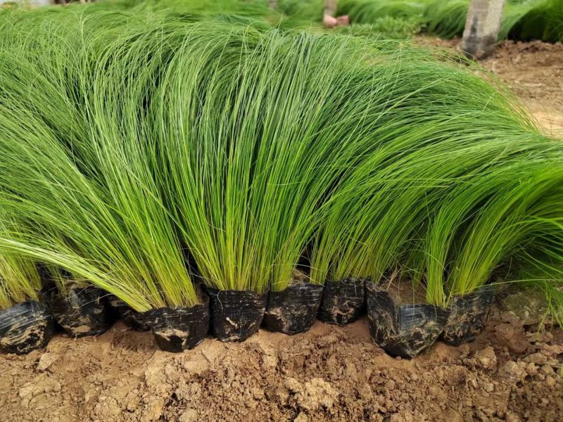 细茎针茅墨西哥羽毛草基地直发质量保证欢迎实地考察