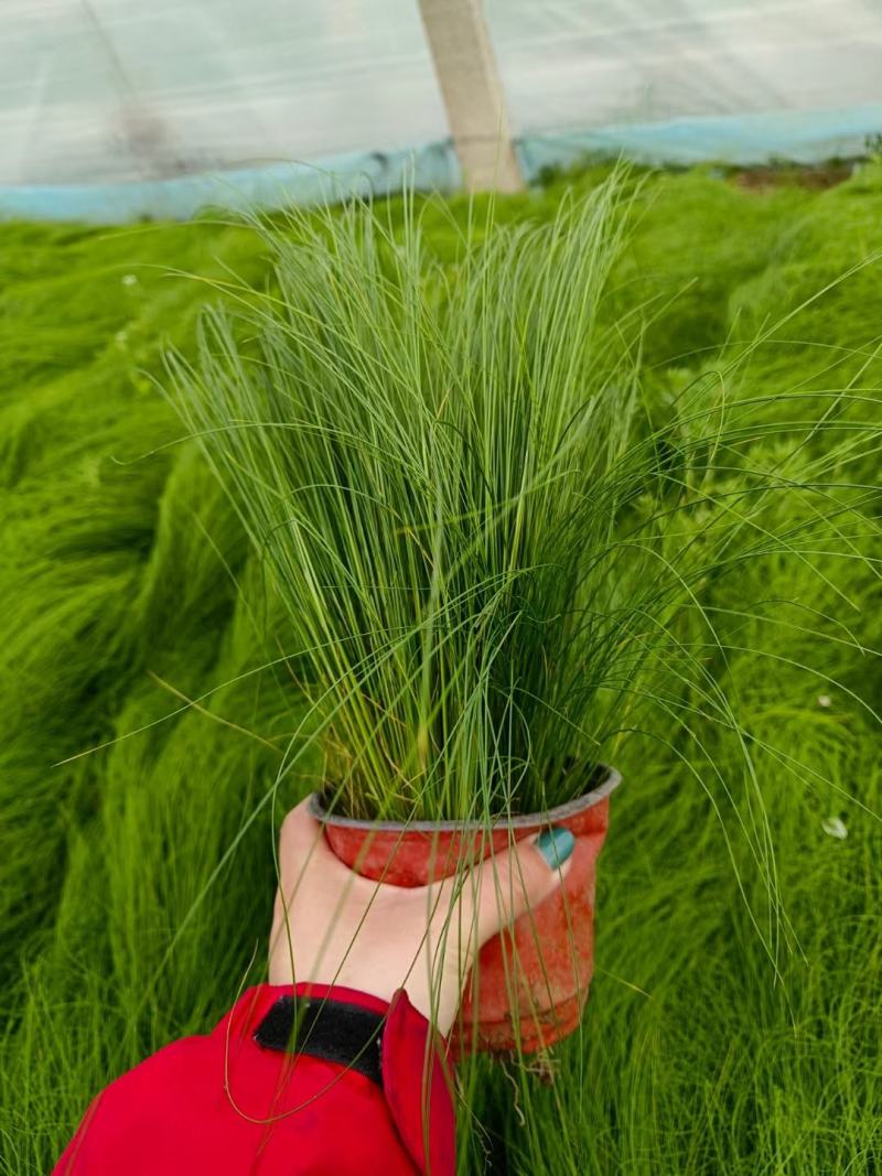 细茎针茅墨西哥羽毛草基地直发质量保证欢迎实地考察