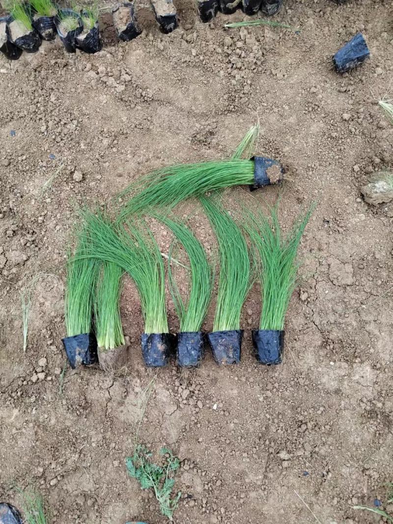 细茎针茅墨西哥羽毛草基地直发质量保证欢迎实地考察