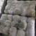 精品甘蓝，产地直供，量大质优，可提供多种包装