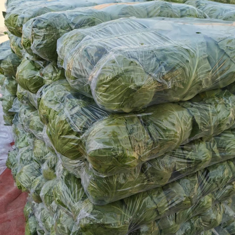 精品甘蓝，产地直供，量大质优，可提供多种包装