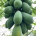 《热卖牛奶木瓜》大青红心木瓜自己家种植价格便宜