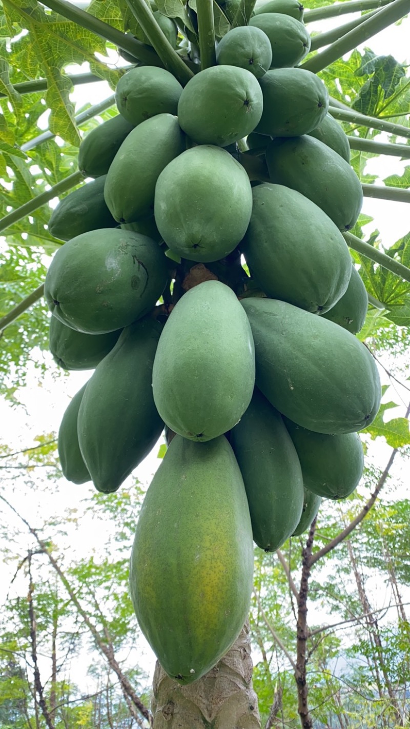 《热卖牛奶木瓜》大青红心木瓜自己家种植价格便宜