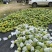《热卖牛奶木瓜》大青红心木瓜自己家种植价格便宜