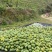 《热卖牛奶木瓜》大青红心木瓜自己家种植价格便宜