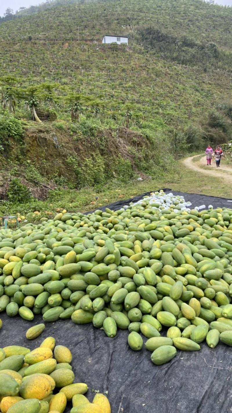 《热卖牛奶木瓜》大青红心木瓜自己家种植价格便宜