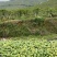 《热卖牛奶木瓜》大青红心木瓜自己家种植价格便宜