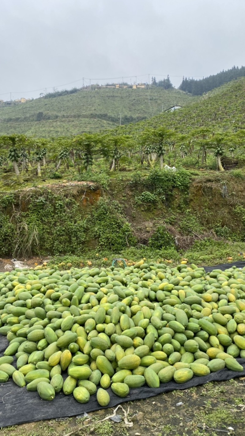 《热卖牛奶木瓜》大青红心木瓜自己家种植价格便宜