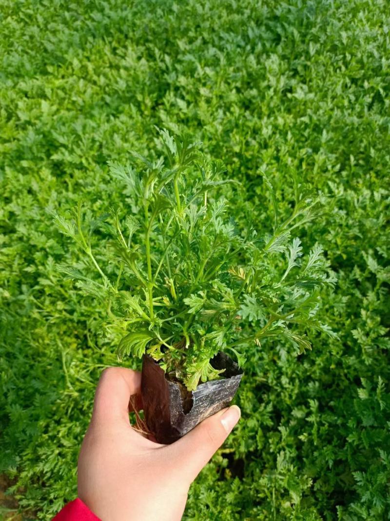 美女樱自家基地花农直发欢迎实地考察量大质优